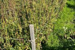IMG-20230907-WA0041